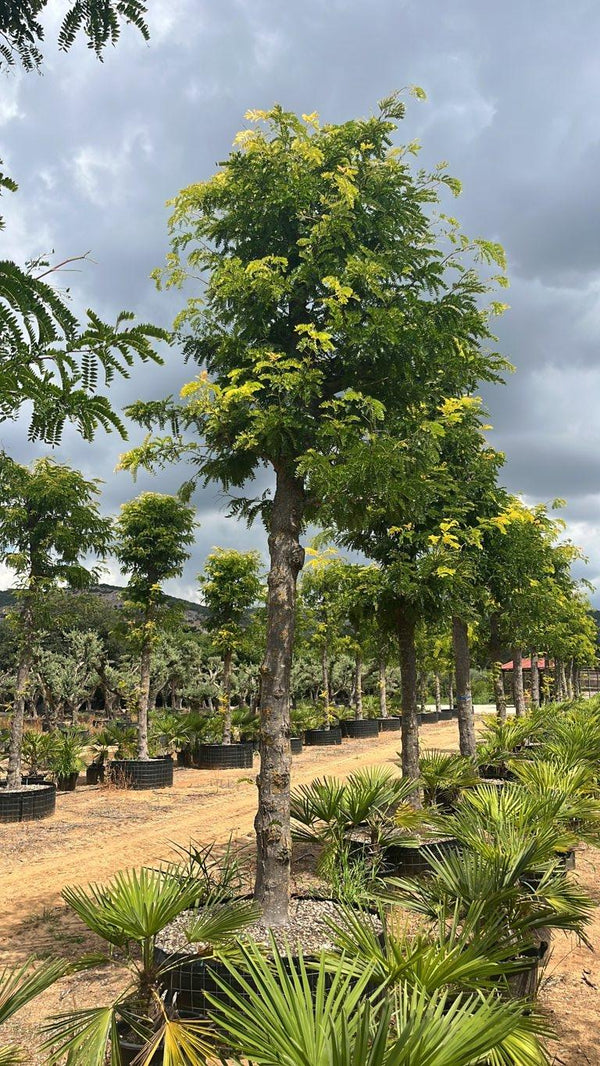 GLEDITSIA TRIACANTHOS SUNBURST