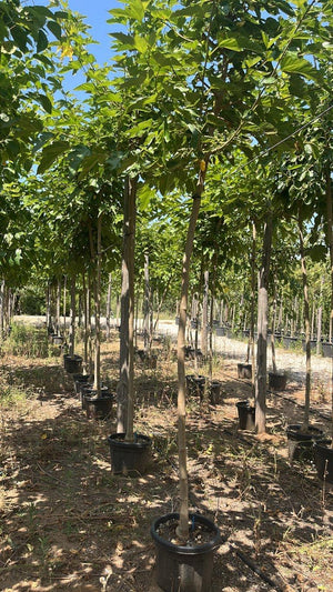 MORUS PLATANIFOLIA FRUITLESS