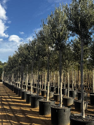 OLEA EUROPEA