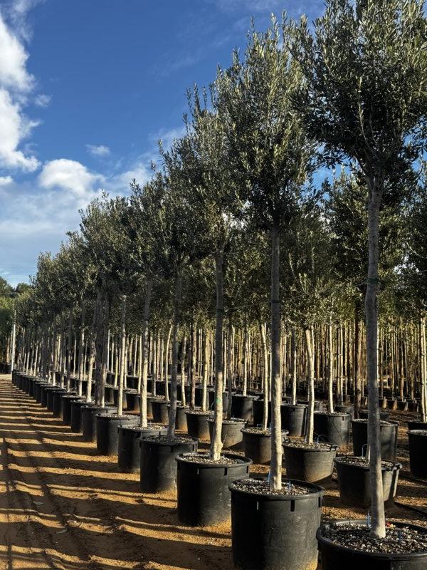 OLEA EUROPEA