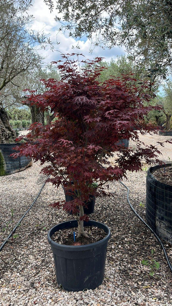 ACER PALMATUM FIREGLOW