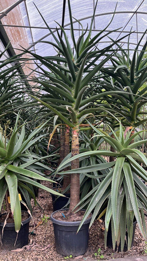 ALOIDENDRON BARBERAE