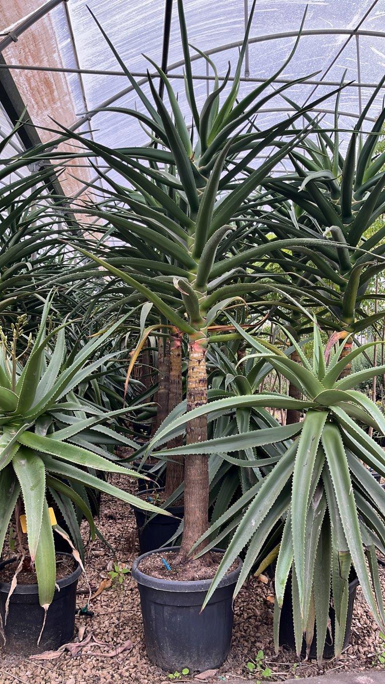 ALOIDENDRON BARBERAE