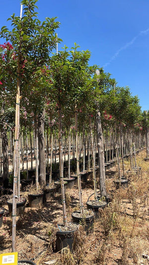 PRUNUS S. LUSITANICA
