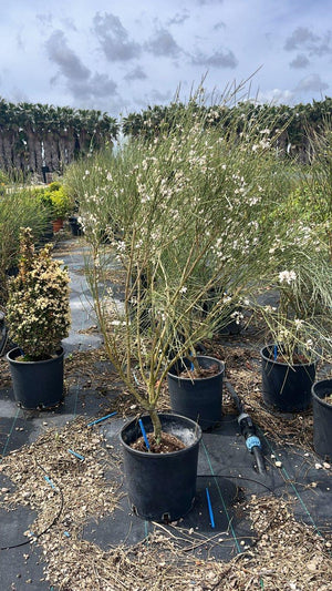RETAMA MONOSPERMA