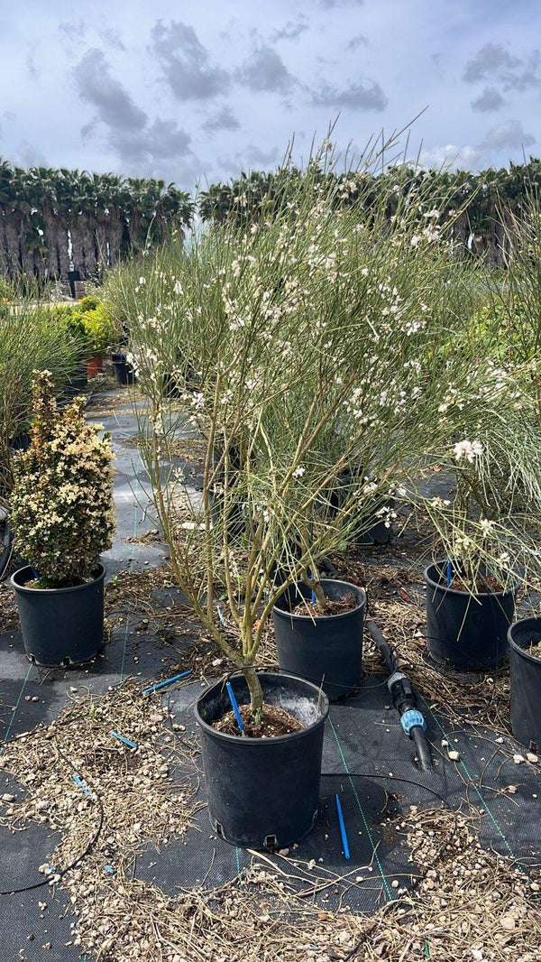 RETAMA MONOSPERMA