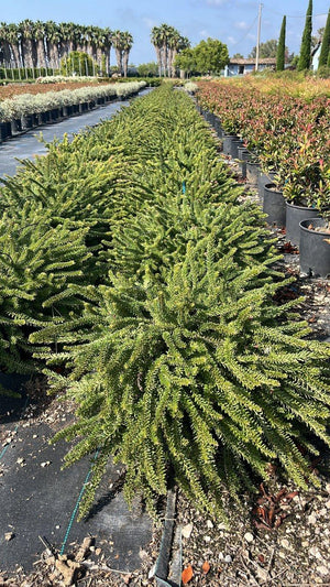 GREVILLEA LANIGERA TAMBORITHA