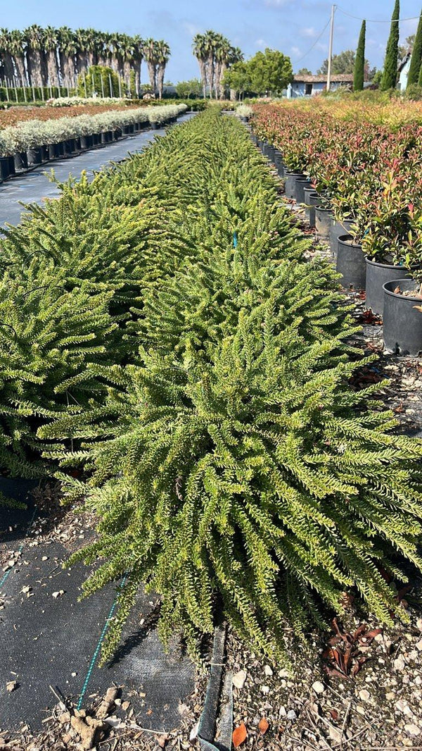 GREVILLEA LANIGERA TAMBORITHA