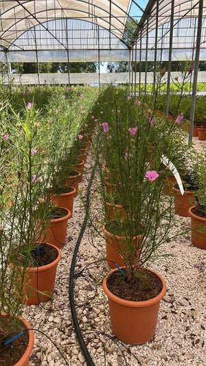 ALYOGYNE HAKEIFOLIA MELISSA ANNE