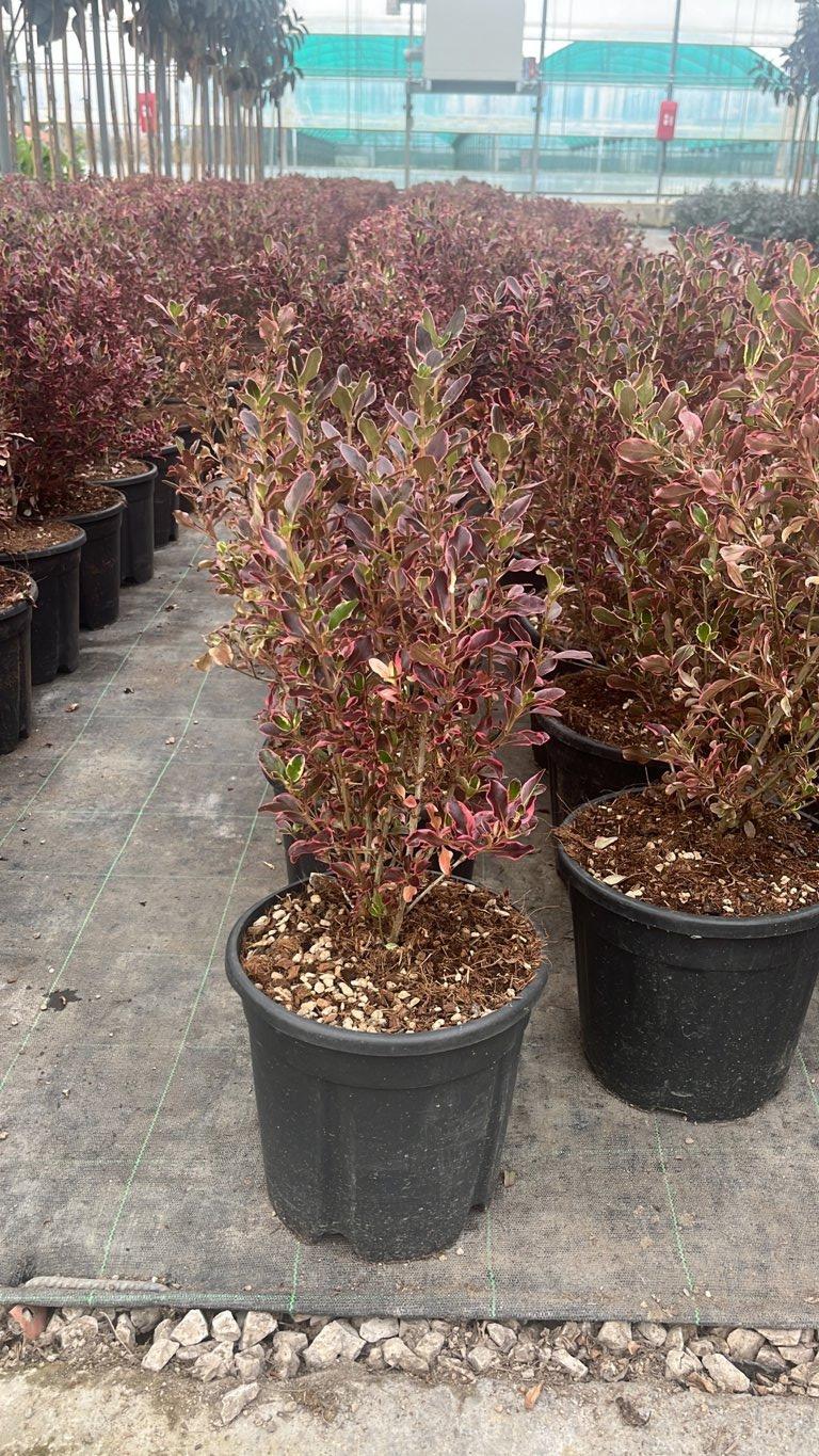 COPROSMA REPENS ROSSO