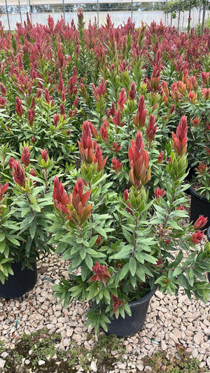 CALLISTEMON RED ROCKET