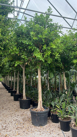 FICUS S. NITIDA