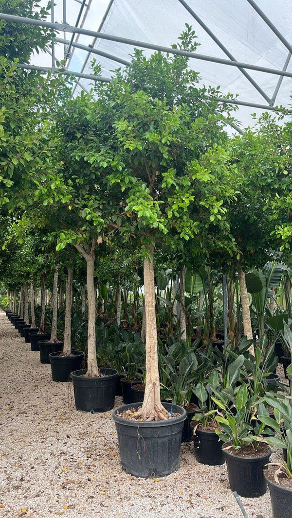 FICUS S. NITIDA