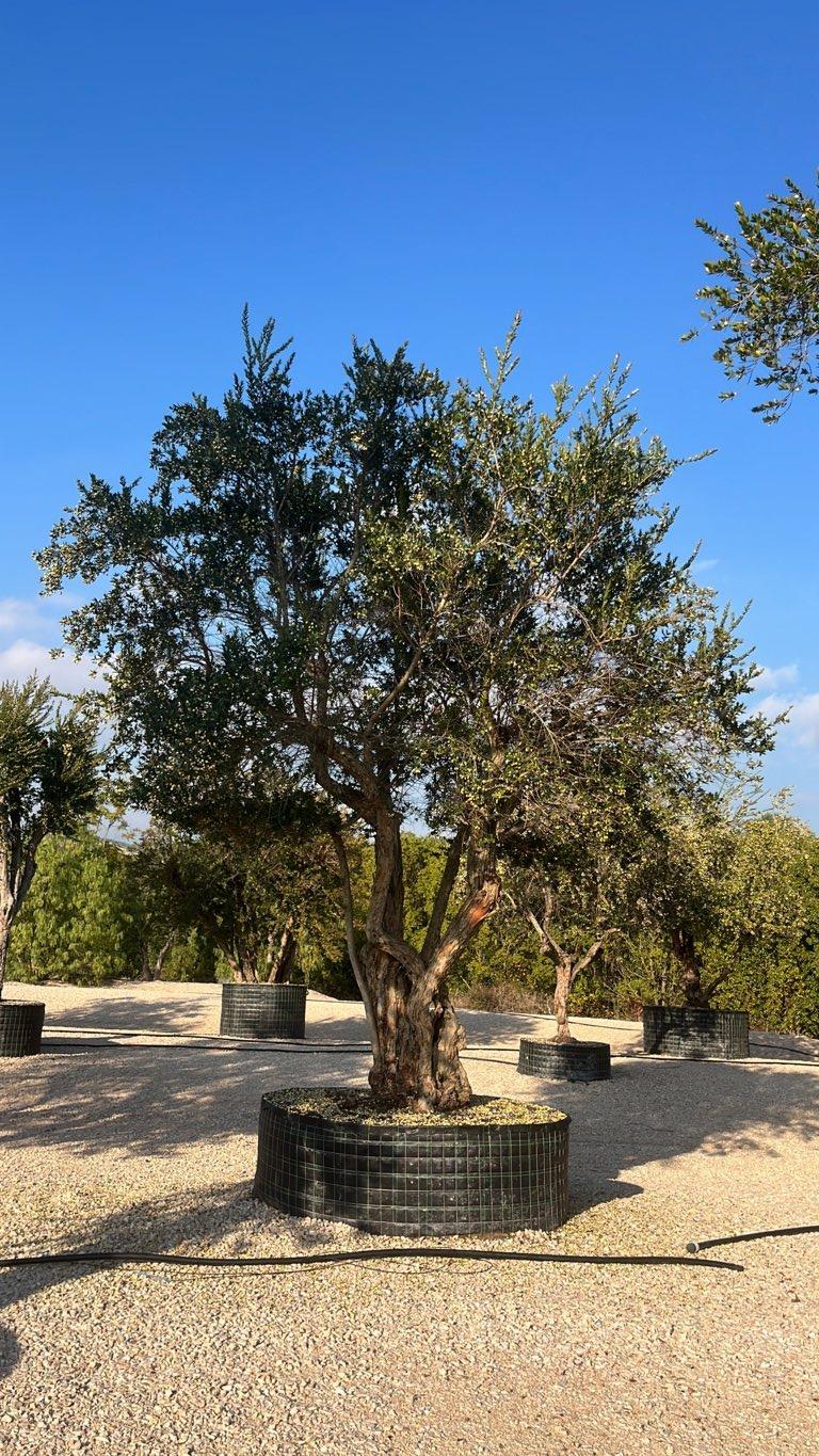 MYRTUS COMMUNIS