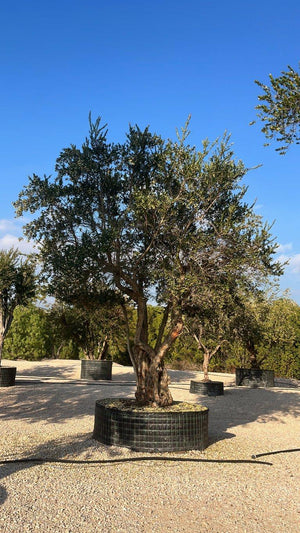 MYRTUS COMMUNIS