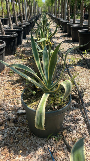 AGAVE AMERICANA VARIEGATA