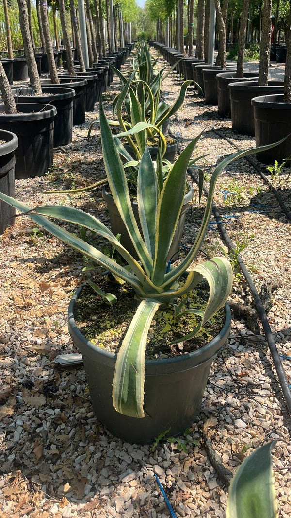 AGAVE AMERICANA VARIEGATA