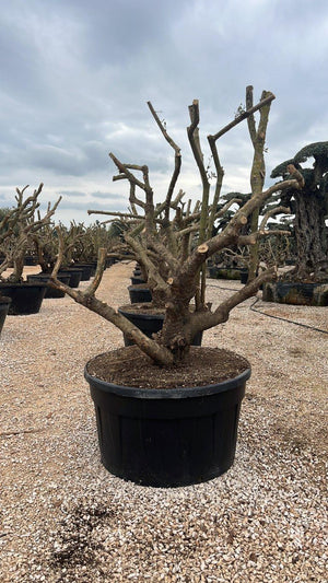OLEA EUROPEA SYLVESTRIS