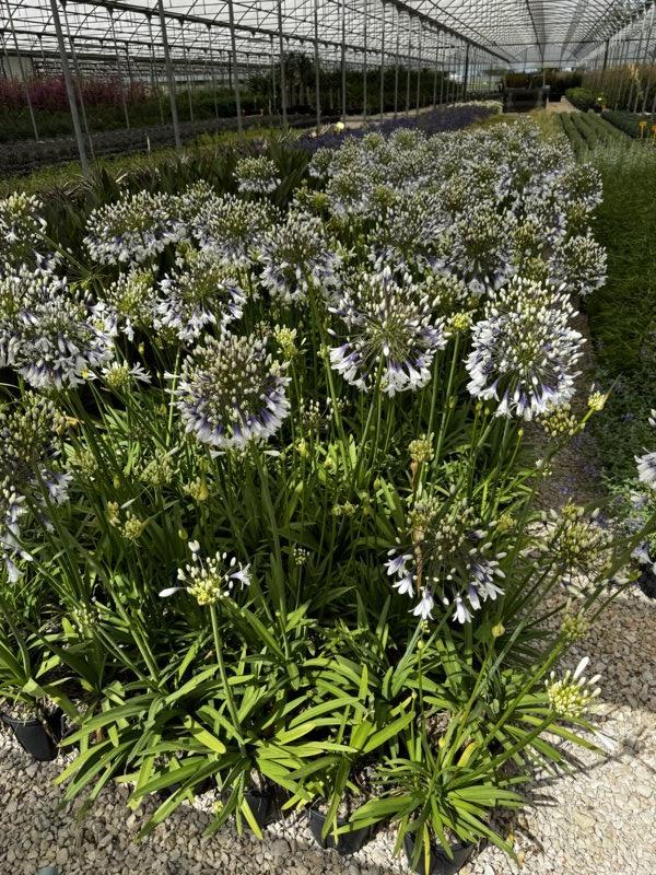 AGAPANTHUS FIRE WORKS
