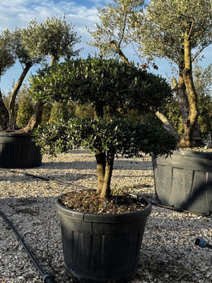 OLEA EUROPEA SYLVESTRIS
