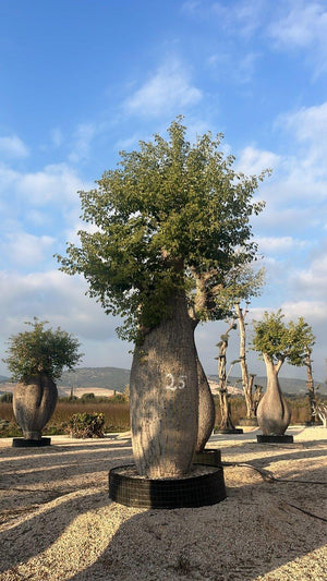 CHORISIA SPECIOSA
