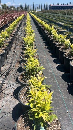 NANDINA DOMESTICA LEMON-LIME
