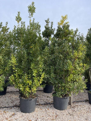 LAURUS NOBILIS