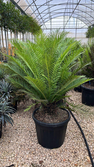 BLECHNUM GIBBUM SILVER LADY