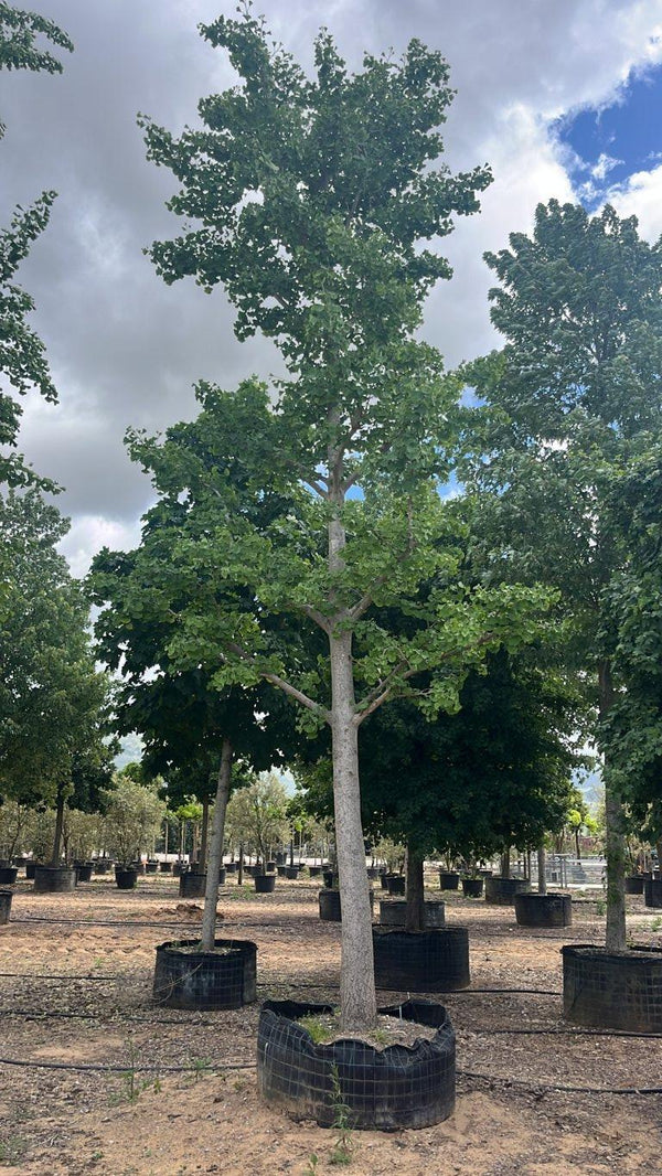 GINKGO BILOBA