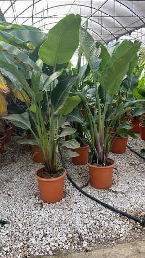 STRELITZIA NICOLAI