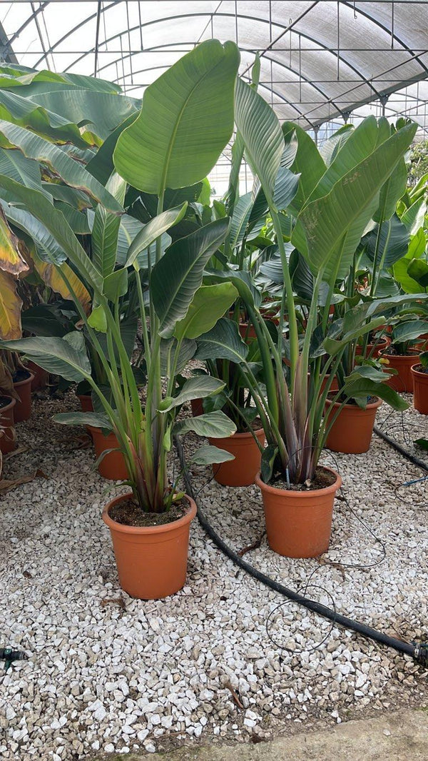 STRELITZIA NICOLAI
