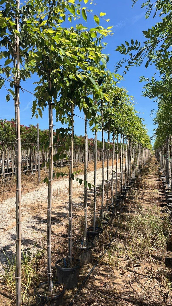 ZELKOVA SERRATA