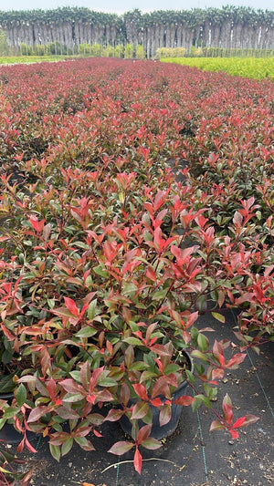 PHOTINIA X FRASERI ROBUSTA