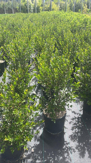 MYRTUS COMMUNIS