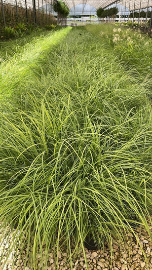 MISCANTHUS SINENSIS RED CHIEF