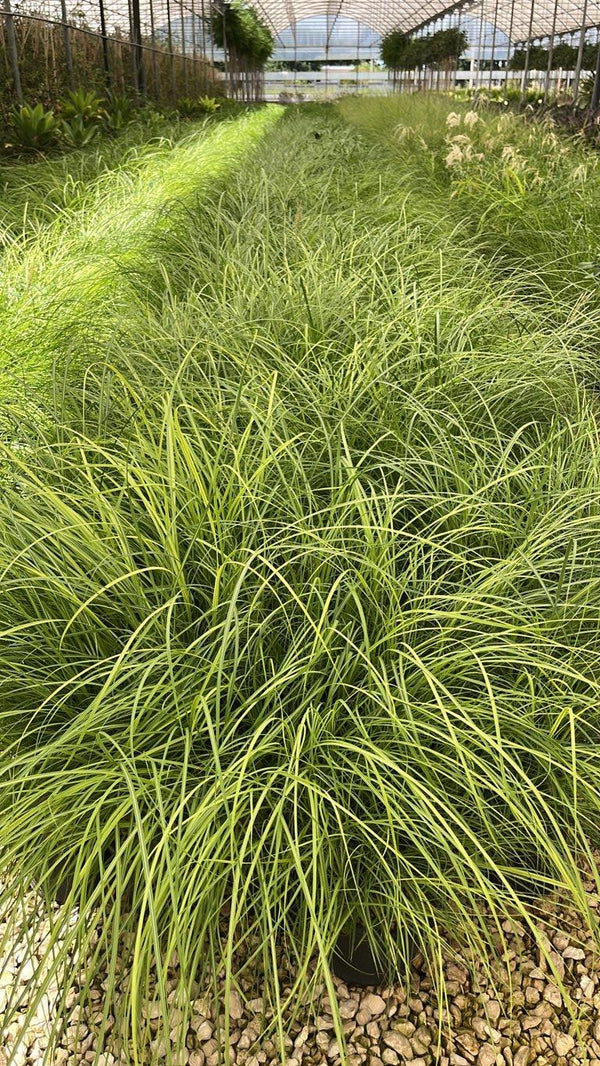 MISCANTHUS SINENSIS RED CHIEF