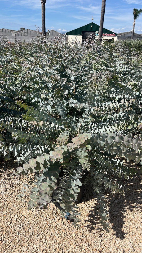 EUCALYPTUS CINEREA SILVERDOLLAR