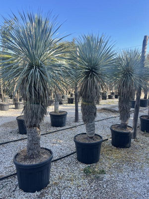 YUCCA ROSTRATA