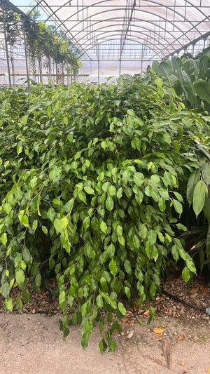 FICUS S. BENJAMINA DANITA