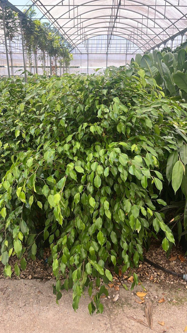 FICUS S. BENJAMINA DANITA