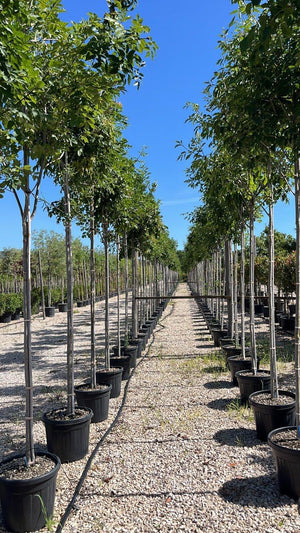 FRAXINUS ORNUS