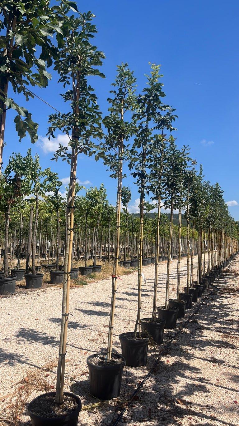 FRAXINUS ORNUS