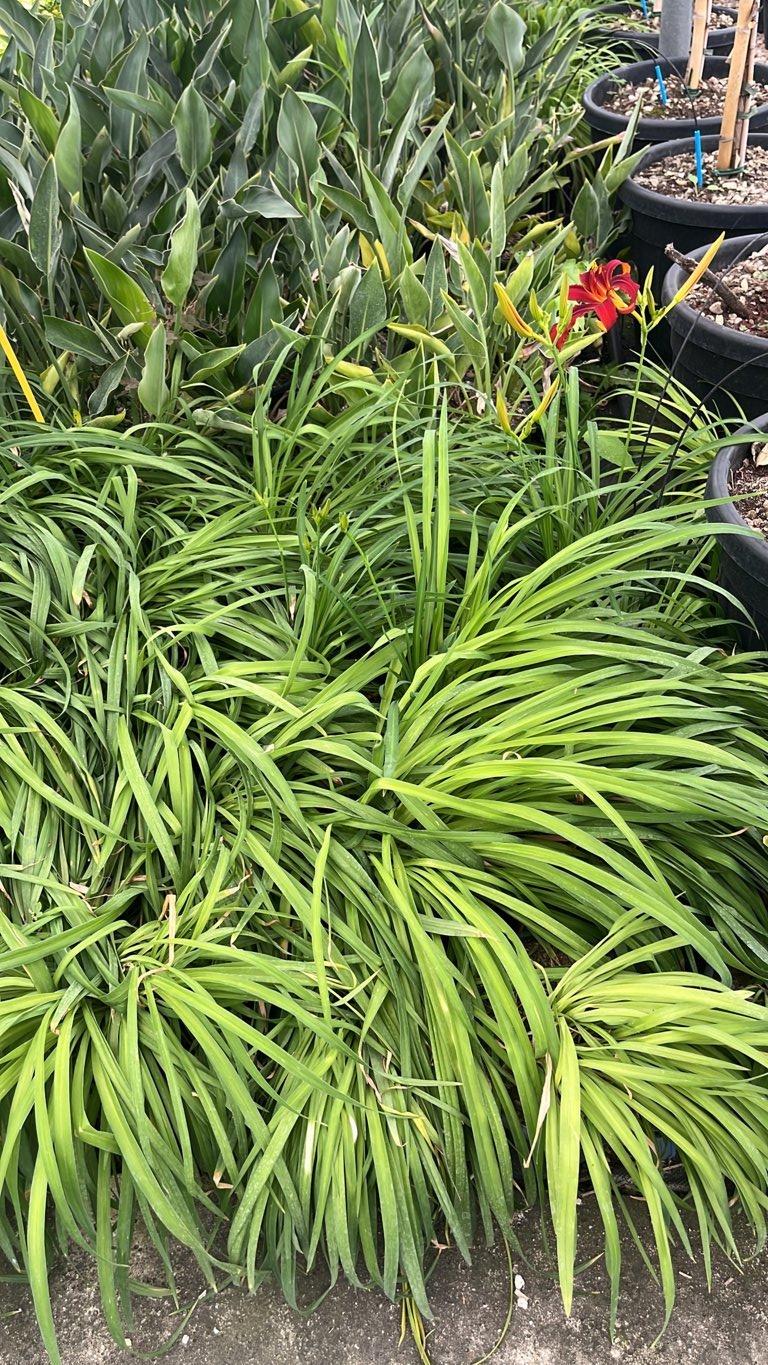 HEMEROCALLIS SAMMY RUSSEL