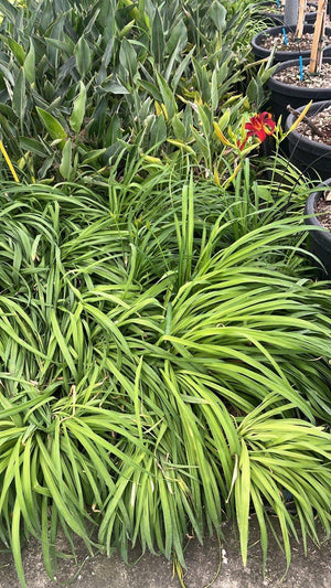 HEMEROCALLIS SAMMY RUSSEL