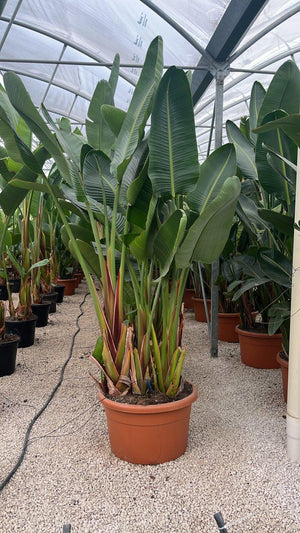 STRELITZIA NICOLAI