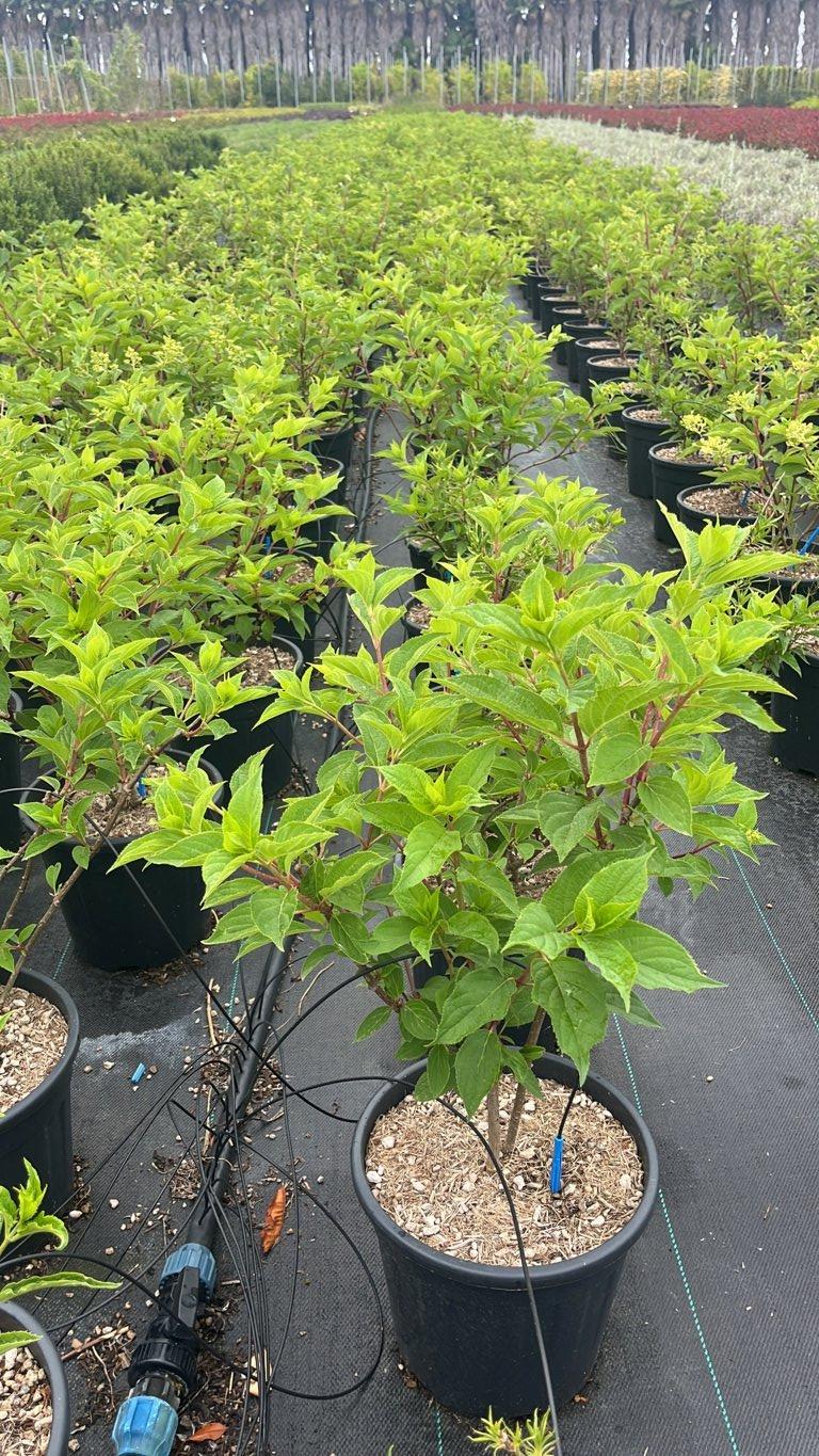 HYDRANGEA PANICULATA PHANTOM