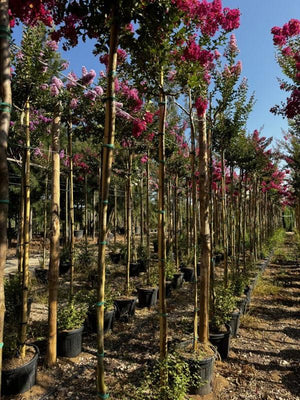 LAGERSTROEMIA INDICA