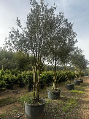 OLEA EUROPEA CIPRESSINO