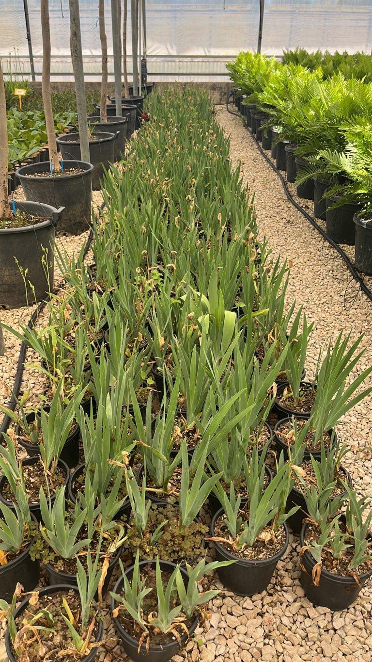 IRIS CALLIENTE
