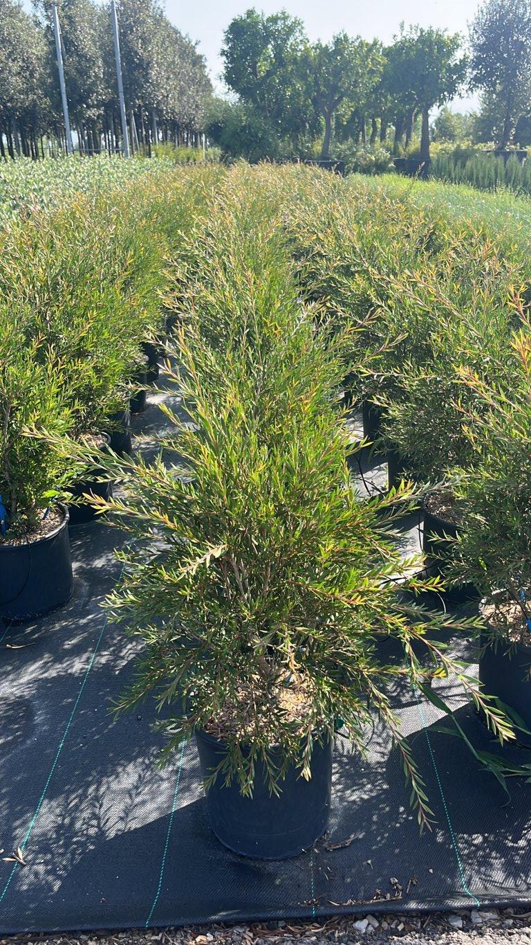 CALLISTEMON LINEARIS